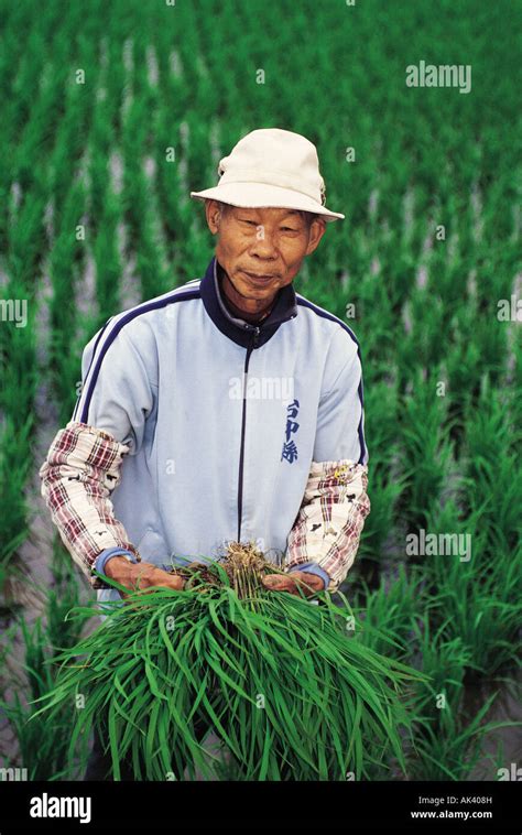 Taiwan Taichung Agriculture Rice Farmer Stock Photo Alamy