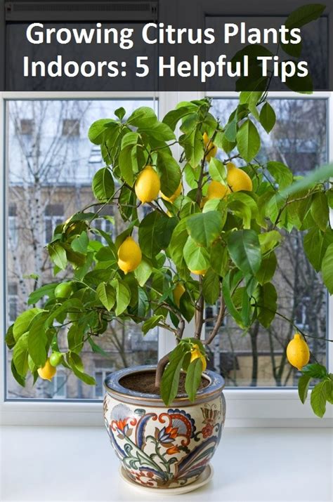 Give it a large pot, slightly acidic loamy. Growing Citrus Plants Indoors: 5 Helpful Tips
