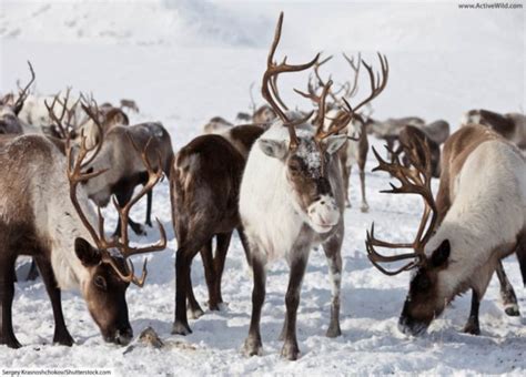 Caribou And Reindeer Facts Pictures And Information