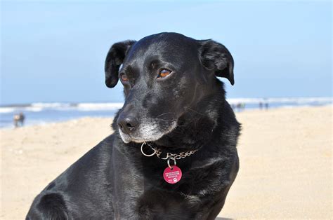 Последние твиты от urlaub in dänemark (@urlaub_dk). Tierschutzexperten raten vom Urlaub mit Hund in Dänemark ...