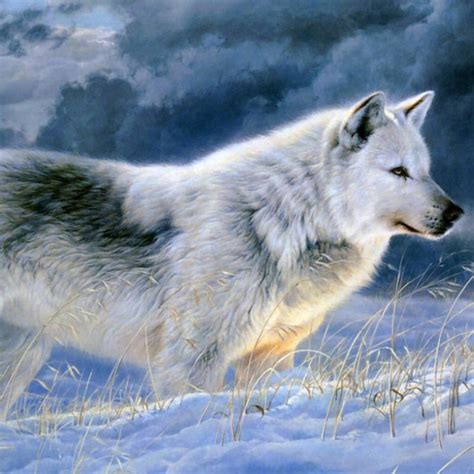 Explore hd wolf wallpapers 1080p on wallpapersafari | find more items about wolf wallpaper hd, animated wolf desktop wallpaper, wolf desktop wallpapers. 10 Most Popular Grey Wolf Wallpaper 1920X1080 FULL HD 1920 ...