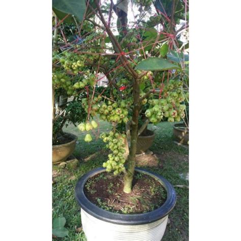 Pokok Jambu Madu Hijau Shopee Malaysia