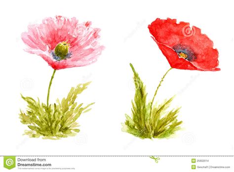 Jun 27, 2021 · but on the other hand it also has us$256.8m in cash, leading to a us$73.1m net cash position. Poppy Flowers Watercolor Hand Drawn And Painted Stock ...