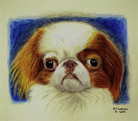 Red And White Japanese Chin Drawing By Ben Soedjono Fine Art America
