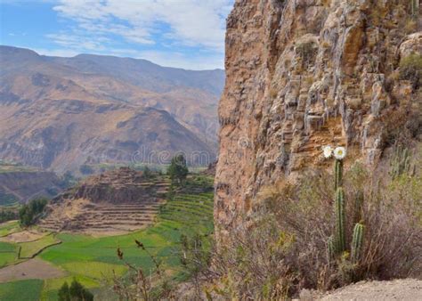 Cultivated Landscape Colca Canyon Stock Photo Image Of Arequipa