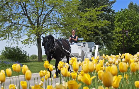 Horse Drawn Carriage Rides At Holiday Inn Club Vacations At Lake Geneva