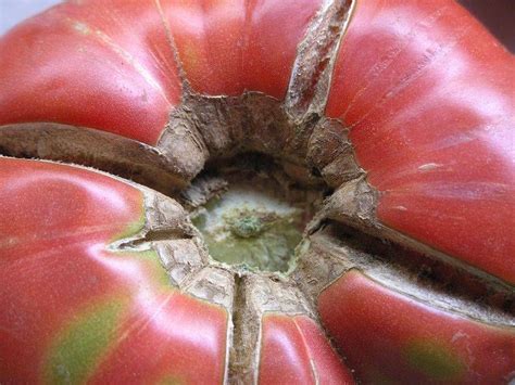 Tomato With Radial Cracking Goldlocki Wikimedia Commons Tomatoes