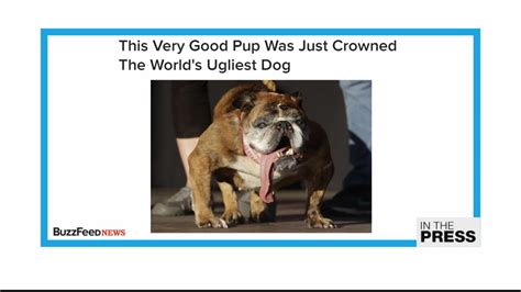 Meet Zsa Zsa The English Bulldog The Worlds Ugliest Dog In The Press