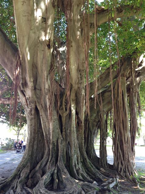 Banyan Tree Banyan Tree Tall Roots Reaching From Branches High To
