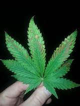 Spots On Marijuana Leaves Images