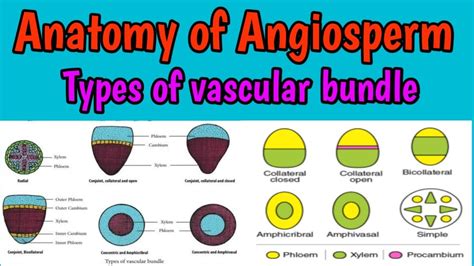 Types Of Vascular Bundle Variations In Vascular Bundle Types