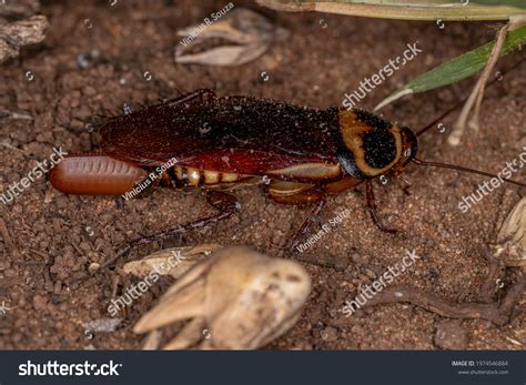 Australian Cockroach Species Periplaneta Australasiae Laying Stock