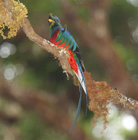 The Resplendent Quetzal The Most Beautiful Bird In The World This