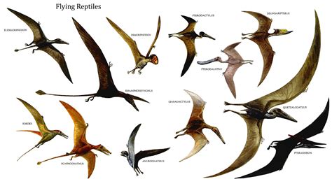Type Of Flying Dinosaur Dinosaurvalley
