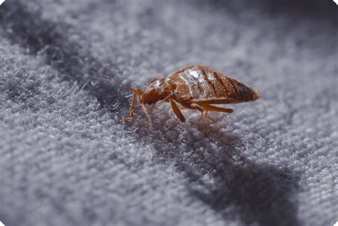 Seek out professional pest control assistance at the first signs of bedbugs in your charlotte area home. Bed Bug Treatment in Melbourne | Fast & Professional Service