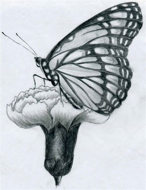 Butterfly Drawings Butterfly
