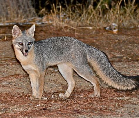Delaware State Wildlife Animal Grey Fox