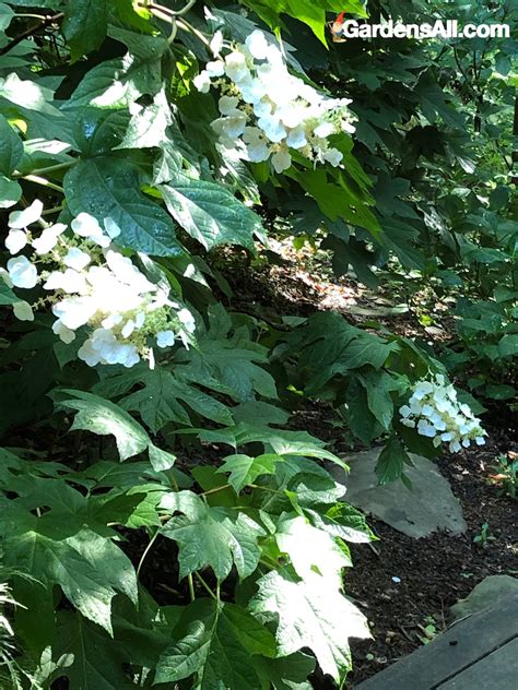 6 enchanting hydrangeas for your shade garden. Landscaping with Shade Tolerant Hydrangeas | GardensAll ...