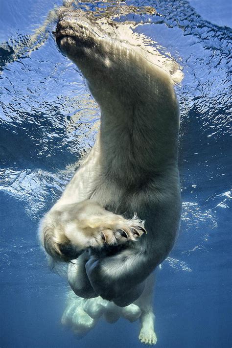 Polar Bear Filmed Teaching Cubs To Swim In Incredible Rare Footage