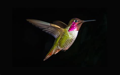 Hummingbird On A Black Background Wallpapers And Images