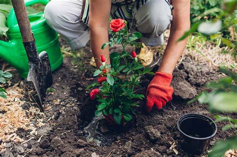 How To Plant Rose Bushes Gardeners Path