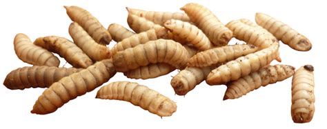 Maggots Png Immagini Per Il Download Gratuito Crazy Png Download