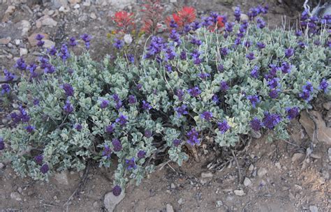 What kind of bush has purple flowers. Purple Sage - Hello Hello Plants & Garden Supplies