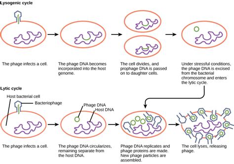 Virus Infections And Hosts Biology For Majors Ii