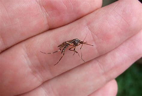 This isn't a giant mosquito and you could've known that if you actually looked at the post you stole it from. Mosquito enorme aparece na Argentina e se torna viral nas ...