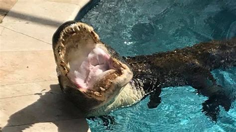 9 Foot Alligator Wrangled Out Of Florida Homeowners Pool Fox News