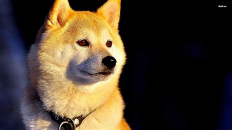 Shiba Inu Wallpaper 63 Images