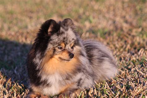 Blue Merle And Tan Pomeranian My Goodness So Gorgeous Merle