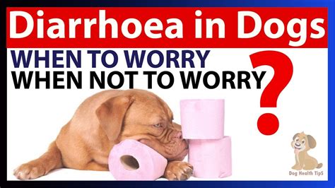 Dog Diarrhea Causes Symptoms And Treatment Dog Health Tips Dog