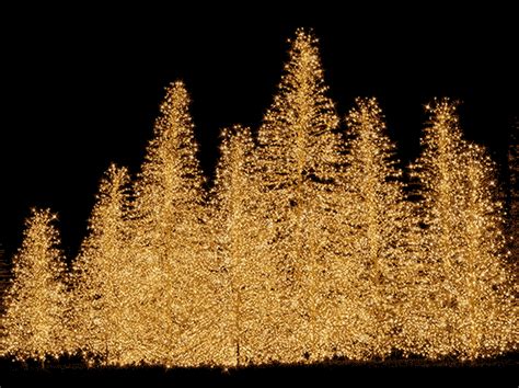 We did not find results for: 30 Amazing Christmas Tree Gifs To Share - Best Animations