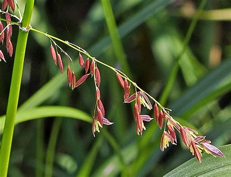 Zizania Palustris Calflora