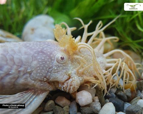 Search from over 20,000 products to find exactly what you need at fresh water systems. √ Arten Wels Fisch Aquarium | Fischlexikon