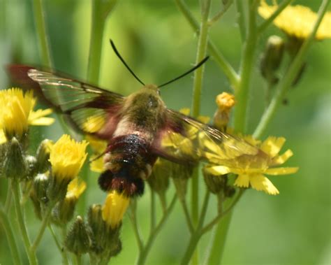 Nature Tales And Camera Trails A Clearwing Hummingbird Moth