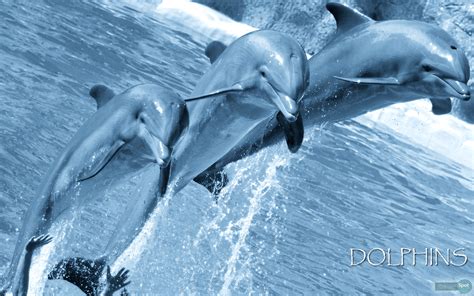 Bottlenose Dolphin Wallpaper Dolphins Animals 48