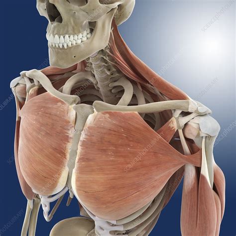 Shoulder anatomy is an elegant piece of machinery having the greatest range of motion of any joint in the body. Shoulder and chest anatomy, artwork - Stock Image - C020 ...