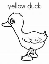 Duck Coloring Yellow Drawing Ducks Jacket Printable Pond Netart Getdrawings Getcolorings 21kb 776px sketch template