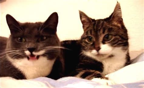Two Cats Are Caught Talking To Each Other And What They Are Saying Is