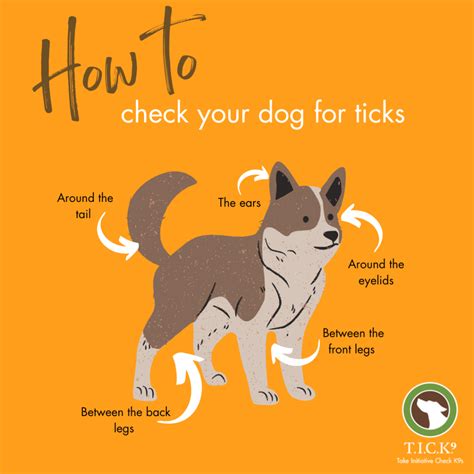 How To Check Your Dog For Ticks And Why It Is So Important Ohdeer