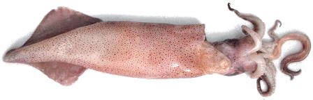 La differenza tra totani e calamari è soprattutto una questione di testa. Amici in Cucina: ABC Della Cucina: 5° Parte