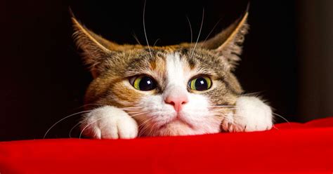 6 Signs Your Cat Has Anxiety And How To Help Meowingtons