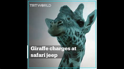 Giraffe Charges At Tourists On Safari In Kenya Youtube