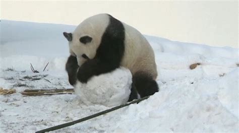 China Cute Pandas Play In The Snow In Changchun