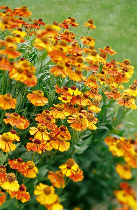 8 Fall Blooming Native Plants We Love Fall Blooming