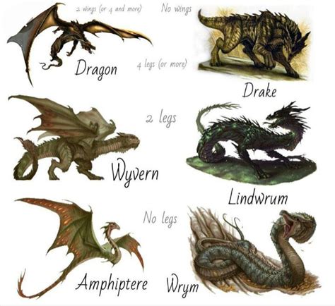 Are There Other Types Of Dragons🐲🐉 Harry Potter Amino