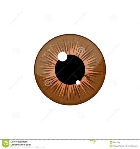 Human Brown Eyeball Iris Pupil Isolated On White Background Eye Clip