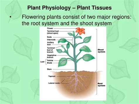 Ppt Plant Physiology Plant Tissues Powerpoint Presentation Free